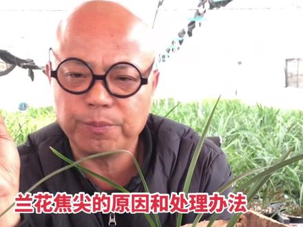 兰花叶尖焦尖的原因与防治及处理办法……#兰花种植基地 #好东西一起分享给大家 #感谢家人们的支持与信任
