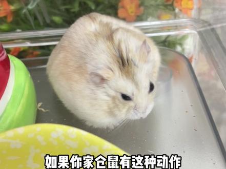 如果你家仓鼠有这种动作,铲屎官可得注意了,很多新手鼠友容易忽 #养鼠日常分享 #萌宠好物 #仓鼠用品 #萌宠出道计划 #新手养鼠