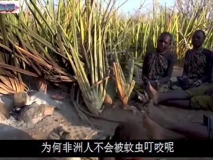 非洲蚊子漫天飞,为何当地人光着膀子却也没有蚊子咬呢? #记录片 #原始生存 #蚊虫叮咬 #蚊虫大作战
