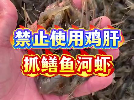 抓河虾鳝鱼爆笼,最简单最实用方法,你一定要知道#户外抓鱼 #逮鱼摸虾 #挺兄捕快 #户外抓鱼摸虾