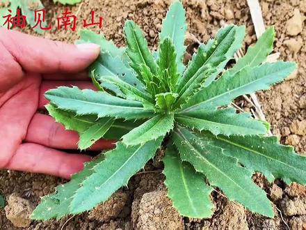 今天才知道,刺儿菜煮水的厉害,看看这些好处对你有帮助吗? #刺儿菜 #植物科普 #生活百科 #草药科普