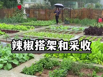 下雨后给辣椒搭架子,采收蔬菜的一天#种菜