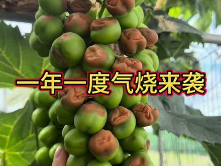 一年一度气烧来袭,大家注意防气烧,日灼,把你们葡萄气烧的图片发在评论区,让我心里平衡一点😂😂#葡萄种植 #新农人 #元贞葡萄帮全程方案 @元贞葡萄帮官方号