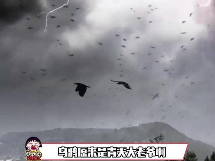 乌鸦原来是青天大老爷啊#乌鸦 #断案