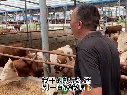 老靳让俺伯干活,俺伯说老李不干活,有句话叫大懒使小懒#靳小璐 #黄牛肉 #养牛人的生活 #我的乡村生活 #记录真实生活