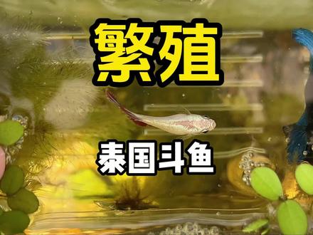 新手养斗鱼繁殖,总结了一套非常简单且成功率极高的方法#斗鱼繁殖 #新手养鱼
