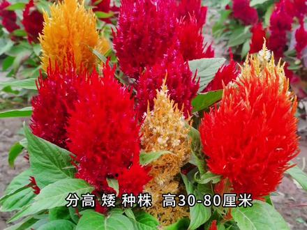 凤尾鸡冠花、一年草本植物,夏秋季开花,花多为红色和黄色,呈火炬状,喜阳光充足、湿热,不耐霜冻、不耐瘠薄,喜疏松肥沃和排水良好的土壤。成为夏秋季常用的花坛用花。#鸡冠花 #植物科普 #耐高温适合夏天种植 #花卉绿植