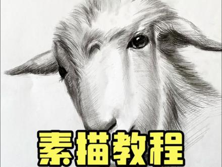 画一只羊咩咩🐏#每日一画 #素描 #跟着抖音学画画 #素描动物 #绘画过程分享 @DOU+小助手 @DOU+上热门