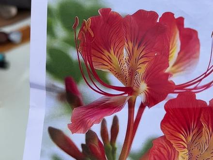 希望下一次见面,可以鲜活又明亮 #画画 #摆摊 #凤凰花 #毕业季