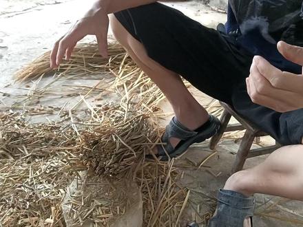 草菇栽培种配料 #农业灯塔 #带你看三农 #草菇种植