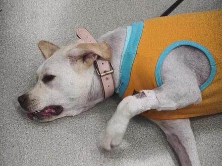 大猪蹄子硬往嘴里炫 #拉布拉多 #狗狗卡骨头 #科学喂食 #泉州宠物医院 #精神小狗