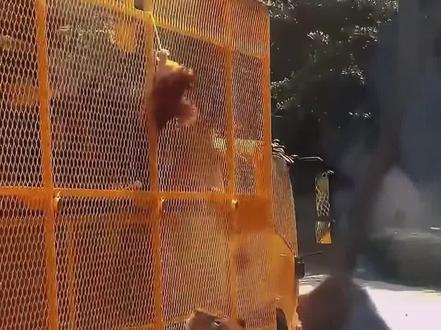 老虎和狮子谁更胜一筹? #老虎 #狮子 #狮虎斗