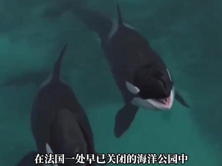 法国废弃公园虎鲸母子被困10个月 #热点