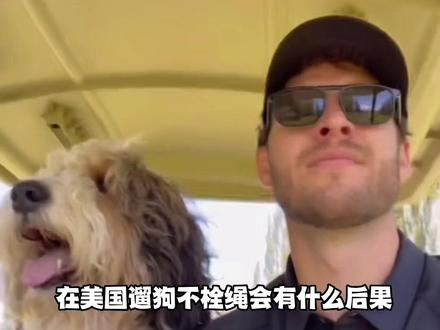 在美国遛狗不拴绳会有什么后果#养宠进阶指南#遛狗不牵绳 #文明养宠 #训狗