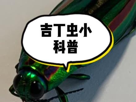 #昆虫#昆虫科普 吉丁虫小科普