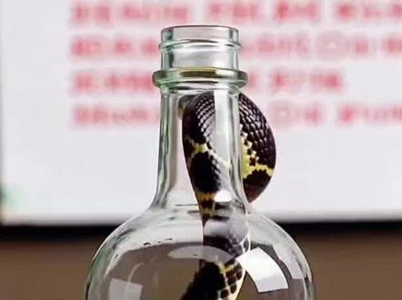 毒蛇泡酒 毒蛇泡酒#泡酒#毒蛇女