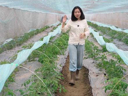 春播番茄|好吃的番茄品种推荐,你喜欢吃哪款? 新手小白选矮生:紫色小子、棉花糖小鸡、汤姆、
爱吃纯甜口选择:糖三彩、4星龙珠、香芒皇后、缪斯女生、雪铃铛、7星龙珠、蜜果黄
大果生吃做菜:马蹄、绿色女神的室外桃源、反叛者星际轰炸机、蜜果4号、光辉101、至尊宝
另外黄瓜也是新手小白不可错过的选择:苏格拉底、柏拉图、白玉糖#种菜 #家庭种菜