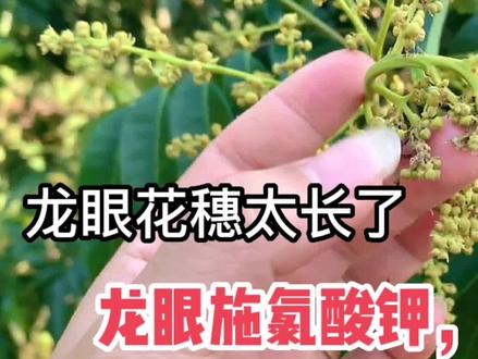 龙眼提前开花的方法,秋梢老熟后施氯酸钾,雄花少量开时疏花2/3 #龙眼 #龙眼催花 #龙眼反季节 #三农