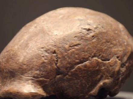 尘封八十余载的考古悬案,北京人头盖骨失踪背后,隐藏着多少不为人知的故事#抖音精选 #国宝 #纪录片
1929年,北京周口店出土的"北京人头盖骨"震惊世界,这批距今约50万年的直立人化石,以其独特的原始特征和关键科学价值,成为人类起源研究的里程碑。它不仅填补了亚洲古人类演化的空白,更证明了早期人类的用火能力和群体生活。然而,这颗被誉为"20世纪最伟大发现"的国宝,却在1941年战乱转移途中神秘失踪,至今下落成谜!
是沉没于日军"阿波丸号"?还是秘藏于海外收藏家之手?80年来,全球学者、探险家甚至情报机构穷追不舍,却始终难觅其踪。这场跨越世纪的寻宝悬案,不仅是中华文明的重大损失,更成为全人类未解的历史谜团——或许某天,真相会在某个尘封的角落重见天光……