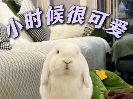 小时候很可爱,长大后很难评的5种兔子#兔兔 #养兔必看 #兔子
