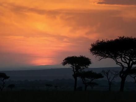 终于知道《狮子王》的歌词唱的啥了,太离谱了,没人能想到 #狮子王