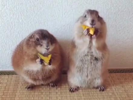 仓鼠逃跑找回办法之~陷阱法#养鼠日常分享 #宠物 #仓鼠日常 #萌宠日常记录