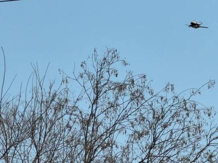 地方不对,努力白费,记录喜鹊的多次搭窝过程#喜鹊 #搭窝