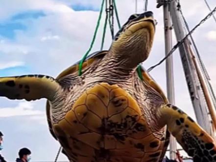 小哥救助被困礁石下百岁海龟,获救时留下了感激的泪水! #万物皆有灵性 #神奇动物在抖音 #救助海洋动物 #动物救助 #海龟@DOU+上热门 @抖音小助手 @DOU+小助手