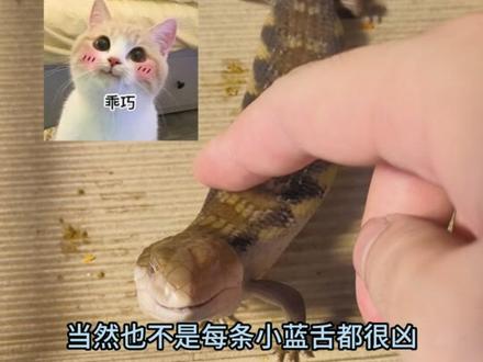 想养蓝舌但是怕被咬? #蓝舌石龙子 #爬宠 #异宠