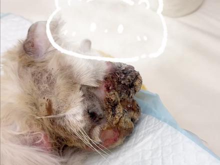 第一次见长肉球的猫,心都碎了#宠物知识 #上海陪伴记宠物生命纪念馆 #宠物殡葬 #宠物火化 #宠物善终