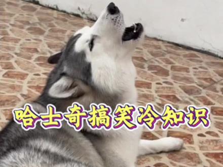 哈士奇搞笑冷知识#哈士奇