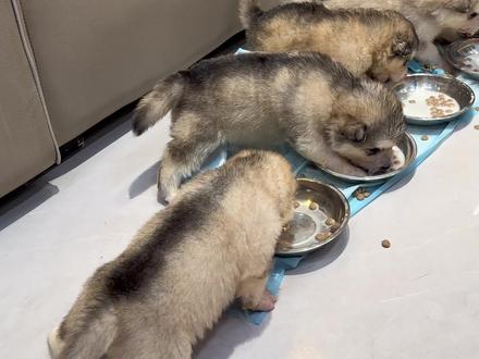 狗爸全程黑脸,这日子啥时候是个头