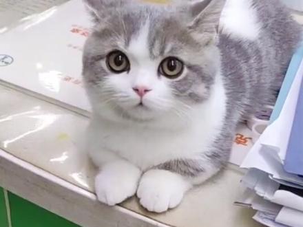 猫咪驱虫和打疫苗可以一起进行吗?其实猫驱虫和去给猫打疫苗最好是相隔一周的时间,这个小知识你学到了吗?#猫咪驱虫 #猫咪打疫苗 #萌宠 @抖音小助手