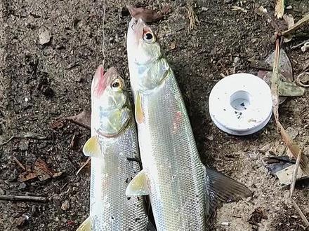 海鲢鱼,被誉为水中老虎。专吃活虾小鱼,咬勾太凶了。#赶海 #钓鱼