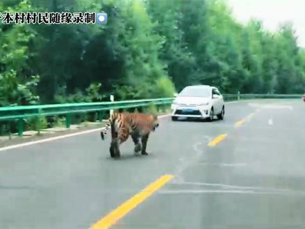 说出来你们可能不信,我们珲春当地特色大老虎!#东北虎#偶遇