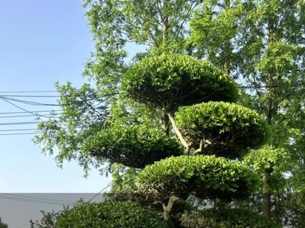 2023年5月14号造型黄杨树如何修剪,看完就学会了!#别墅庭院植物 #瓜子黄杨 #黄杨造型树