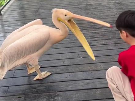 鹈鹕:鹈鹕灌顶的真正手法 #鹈鹕 #动物科普