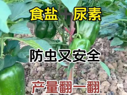 食盐➕尿素 防虫又安全 产量翻一翻#关注我每天为你分享更多农业知识 #支持三农扶持三农发展 #种植小技巧