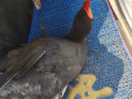 黑水鸡刚孵化出来为什么秃顶?看看它的成鸟就明白了