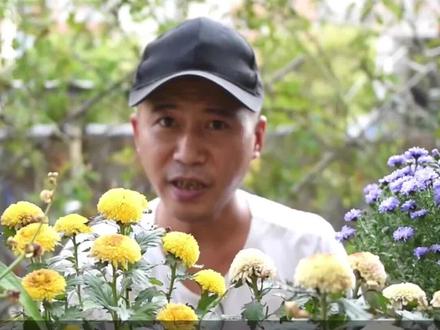 菊花开残记得剪,去掉残花并蔬蕾,一个月后又爆盆