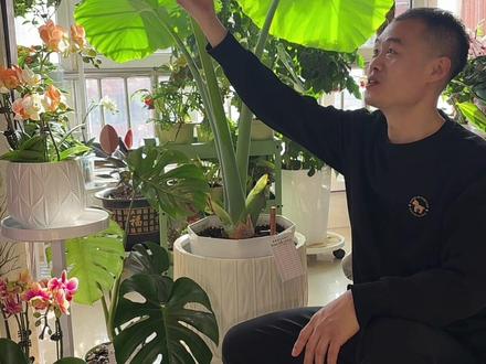 象耳芋浇水施肥用氨基酸和豆粕肥 氨基酸属于微信分子营养液万能肥,什么花草都可以用搭配一个有机肥比如豆粕肥效果更好#象耳芋#花肥#氨基酸水溶肥 #水溶肥#水溶肥料