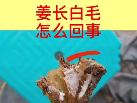 姜长白毛,不能大意,及早防治