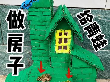 给青蛙做房子,它们会喜欢吗?快看最后它们的不同反应#青蛙 #亲子手工