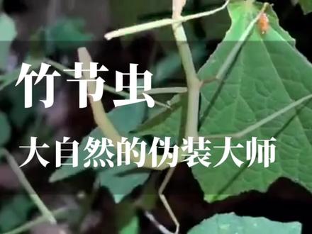 竹节虫身体形状细长且类似于竹节,它们主要以植物的叶片为食。 #昆虫世界 #动物科普 #动物科普知识 #竹节虫