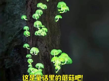 #夜光茸听说是可食用的,要是吃到肚子里我会不会变萤火虫啊?#冷知识 #植物