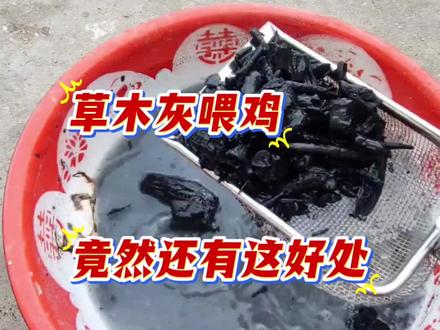 草木灰喂鸡的好处#养鸡 #养鸡人 #科学养鸡 #家禽养殖 #蛋鸡养殖