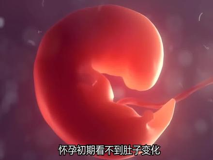 👶孕早期1-12周宝宝发育全记录 🌸怀胎十月,宝宝从一颗小种子长成小人儿的过程神奇又温暖!今天整理了孕1-12周的胎儿发育周历,新手妈妈们快收藏这份「成长地图」吧~✨
.
📅 第1-4周|悄悄扎根的萌芽期
宝宝变化:
✨ 第1周:受精卵形成,开启生命旅程!
🌱 第2-3周:着床完成,胚胎像小海马一样扎根子宫。
💓 第4周:心脏开始跳动!B超能看到小胎囊啦~
妈妈变化:
🐻 乳房胀痛、乳头变深,这是激素在“打招呼”!
🤢 孕吐可能悄悄上线,备点苏打饼干缓解不适~
注意事项:
🚫 远离烟酒、辐射,谨慎用药!
🍃 补充叶酸,预防神经管畸形!
.
📅 第5-8周|初具人形的关键期
宝宝变化:
👶 第5周:四肢萌芽!像小蝌蚪一样摆动。
🧠 第6周:大脑分化,心跳强劲到能听见!
👐 第7周:手指脚趾分开,变成“小外星人”。
👶 第8周:正式升级为胎儿!五官初现,像颗小葡萄~
妈妈变化:
🚽 尿频来袭,子宫压迫膀胱啦!
💤 容易疲惫,每天多睡1-2小时!
注意事项:
🏥 8周左右做第一次B超,确认胎心胎芽!
🚫 避免提重物、剧烈运动!
.
📅 第9-12周|功能完善的活跃期
宝宝变化:
👐 第9周:手指能弯曲,开始“打拳”啦!
👂 第10周:肾脏工作,能嘘嘘到羊水里~
🏃 第11周:四肢活动,但妈妈还感觉不到哦!
🎉 第12周:皮肤透明,肌肉形成,NT检查过关啦!
妈妈变化:
🤰 孕吐高峰期,少食多餐,备点柠檬水!
🩳 腰围悄悄变粗,裤子要换松紧带啦!
注意事项:
🩺 12周做NT筛查+建档,别错过!
🦷 牙龈敏感,用软毛牙刷哦!
💡 孕早期小贴士
1⃣ 吃对食物:
✅ 多吃:鸡蛋、牛奶、绿叶菜(补叶酸+钙)
❌ 少吃:生鱼片、咖啡、浓茶(防寄生虫+咖啡因)
2⃣ 穿衣指南:
.
👗 选宽松内衣,乳房胀痛时用无钢圈款!
👟 穿平底鞋,防滑很重要!
3⃣ 情绪管理:
.
😌 焦虑时深呼吸,和宝宝说说话~
👫 拉着队友一起学育儿知识,减轻压力!
🌈 下期预告:孕中期13-27周胎儿发育周历,记得蹲守哦~❤
#孕早期 #胎儿发育 #新手妈妈 #怀孕周记#孕期知识