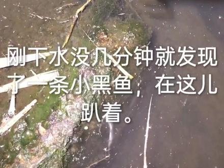 #户外 #野外 #叉鱼 #叉黑鱼 #抓鱼 今天来叉黑鱼,运气还可以