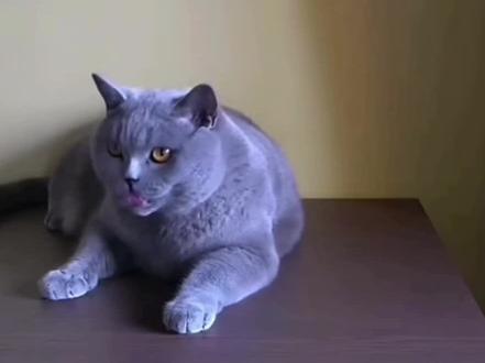 #拔罐猫#猎奇#蓝猫 拔罐时间到🥵