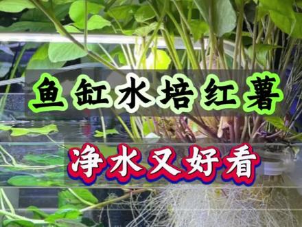 鱼缸水培红薯教程,学会的赶紧试试吧#水培红薯 #养鱼经验分享 #养鱼日记 #养鱼小妙招 #新手养鱼